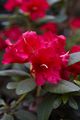 Rhododendron repens Gertrud Schale-3 Różanecznik
